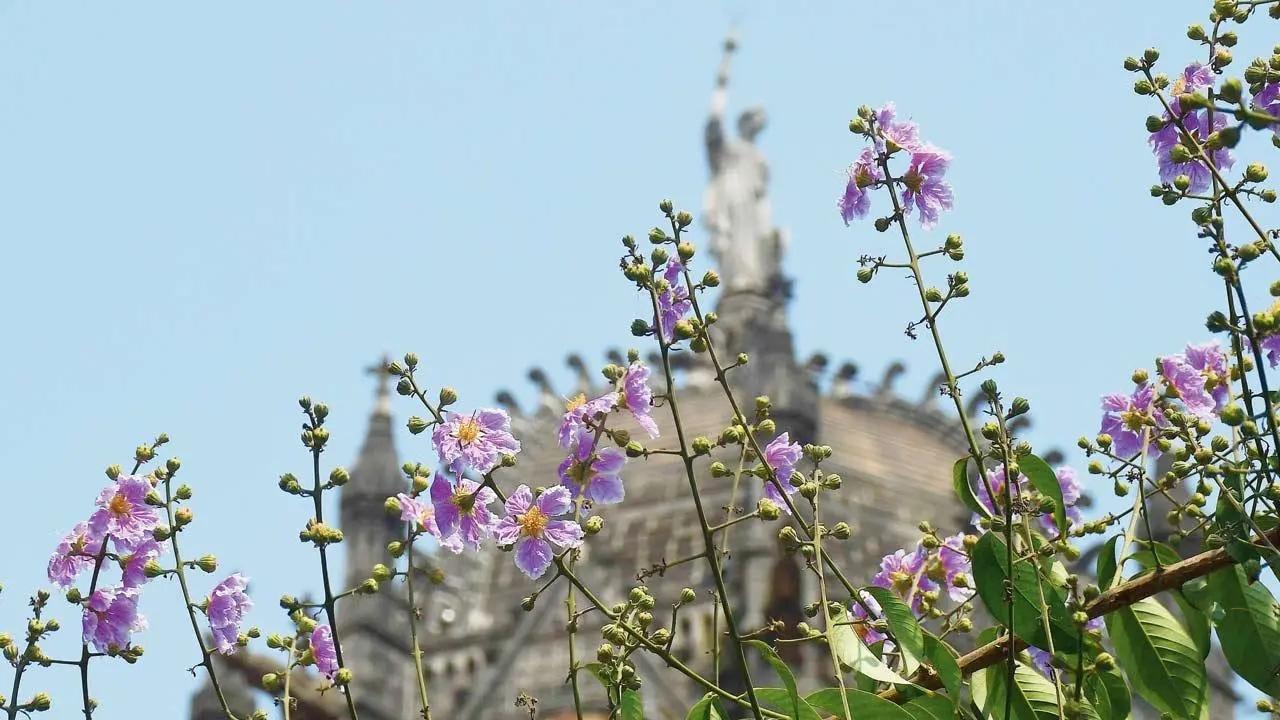 In the Pink of Health: The pride of India also known as the state flower of Maharashtra — lagerstroemia speciosa in bloom at Chhatrapati Shivaji Maharaj Terminus. Pic/Ashish Raje